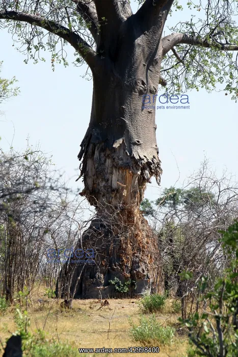 : Baobab Tree - showing trunk partially eaten by : Baobab Tree - showing trunk partially eaten by