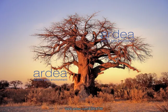 : Baobab Tree winter : Baobab Tree winter