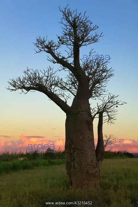 : Baobab trees (Adansonia), Berenty, Toliara : Baobab trees (Adansonia), Berenty, Toliara