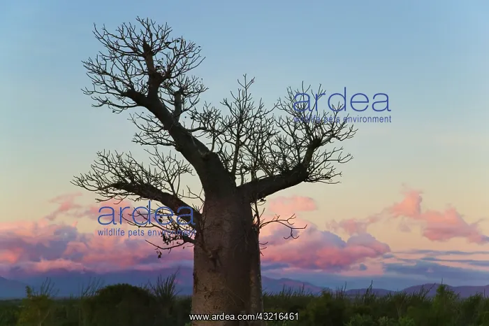  : Baobab trees (Adansonia), Berenty, Toliara