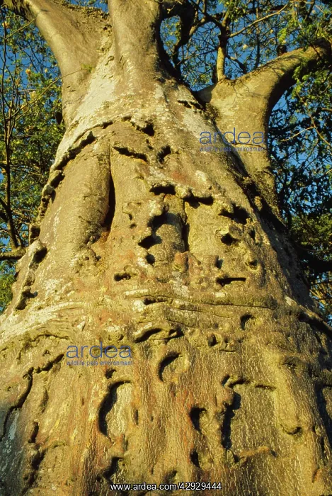  : Baobab - trunk