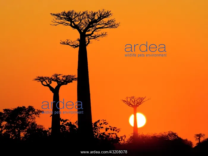 : Baobabs (Adansonia grandidieri) at sunrise. Gene : Baobabs (Adansonia grandidieri) at sunrise. Gene