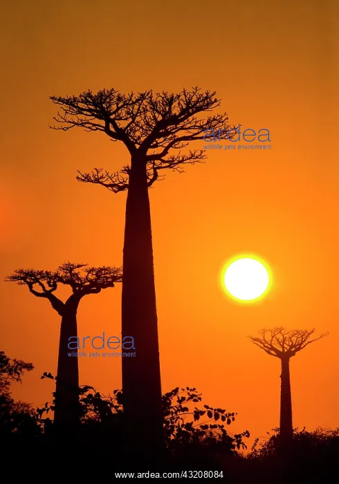 : Baobabs (Adansonia grandidieri) at sunrise. Gene : Baobabs (Adansonia grandidieri) at sunrise. Gene