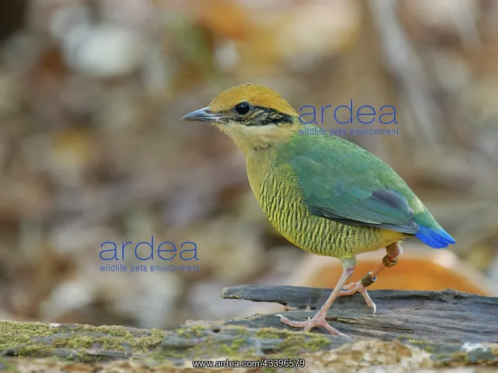 : Bar Bellied Pitta female Hydrornis elliotii Cat : Bar Bellied Pitta female Hydrornis elliotii Cat