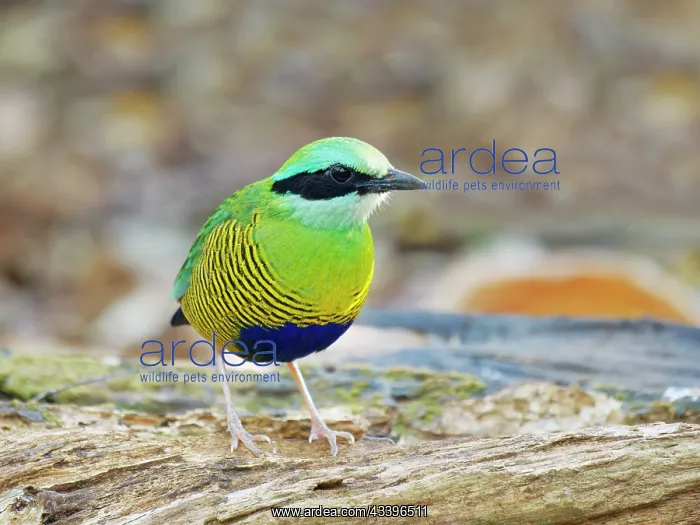 : Bar Bellied Pitta Hydrornis elliotii Cat Tien National : Bar Bellied Pitta Hydrornis elliotii Cat Tien National