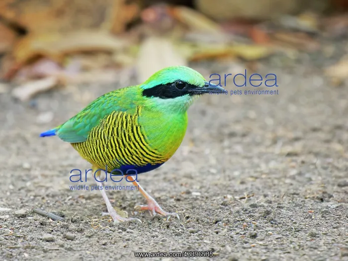 : Bar Bellied Pitta Hydrornis elliotii Cat Tien National : Bar Bellied Pitta Hydrornis elliotii Cat Tien National