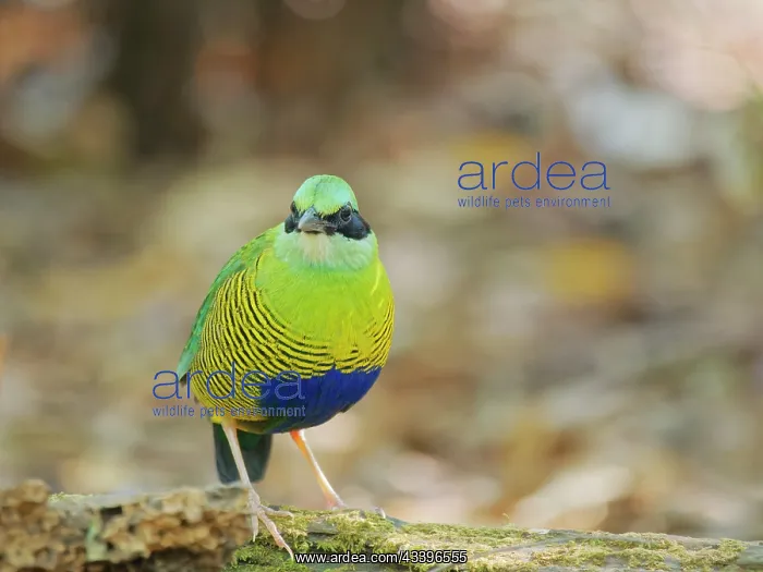 : Bar Bellied Pitta Hydrornis elliotii Cat Tien National : Bar Bellied Pitta Hydrornis elliotii Cat Tien National