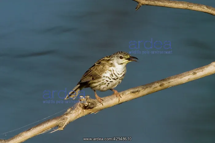 : Bar-breasted Honeyeater : Bar-breasted Honeyeater