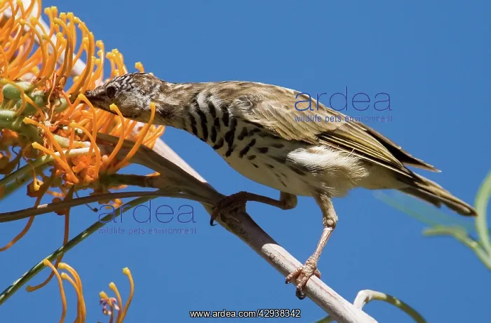 : Bar-breasted Honeyeater - feeding on Fern-leafed : Bar-breasted Honeyeater - feeding on Fern-leafed
