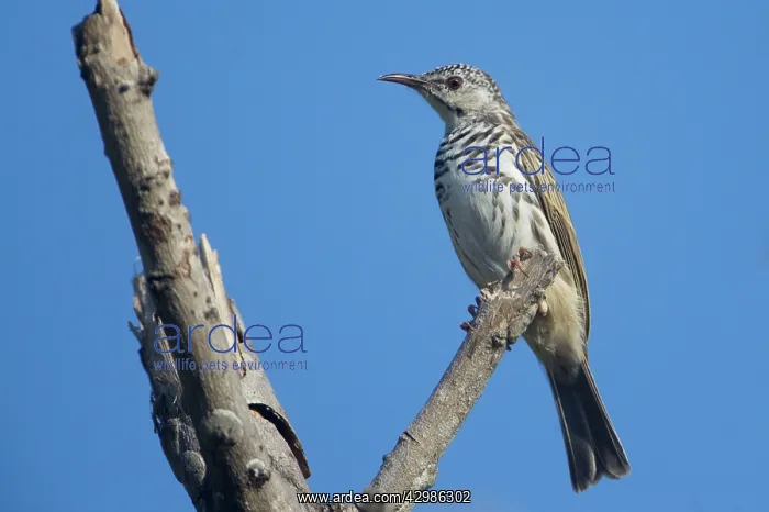 : Bar-breasted Honeyeater - perched on a branch : Bar-breasted Honeyeater - perched on a branch