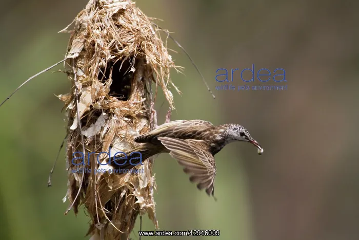 : Bar-breasted Honeyeater - removing dropping : Bar-breasted Honeyeater - removing dropping