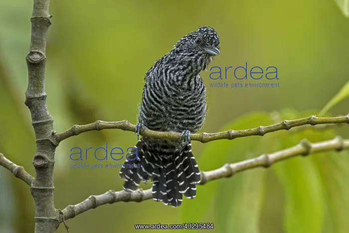 : Bar-crested Antshrike (Thamnophilus multistriatus) : Bar-crested Antshrike (Thamnophilus multistriatus)