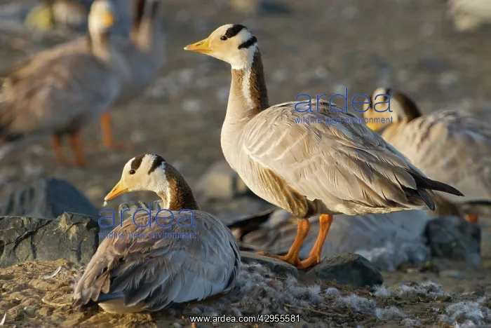 : Bar-headed geese : Bar-headed geese