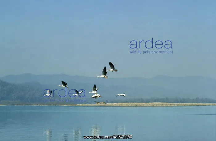 : Bar-headed Geese - in flight over river : Bar-headed Geese - in flight over river