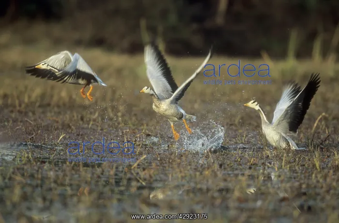 : Bar-headed GEESE - in flight, taking off : Bar-headed GEESE - in flight, taking off