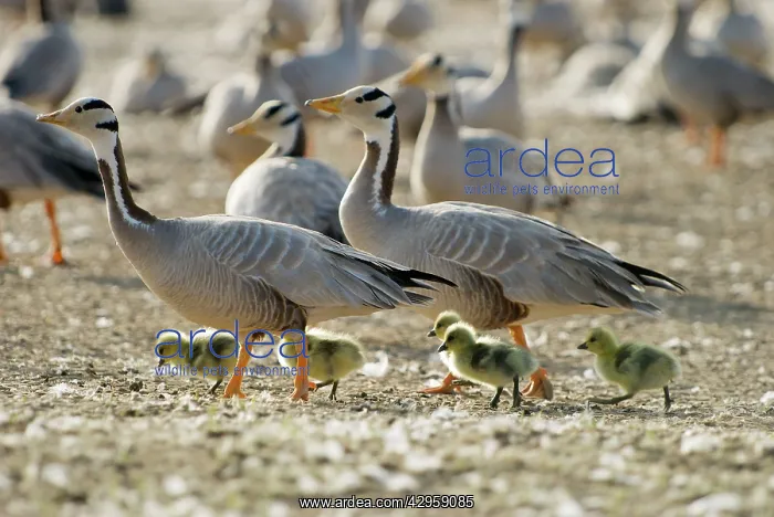 : Bar-headed Geese - With goslings : Bar-headed Geese - With goslings