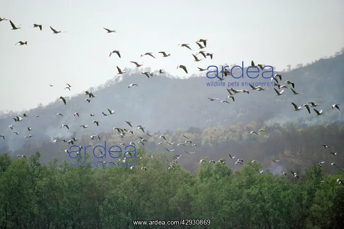 : Bar-headed Geese - migrating over Himalayas, without oxygen : Bar-headed Geese - migrating over Himalayas, without oxygen
