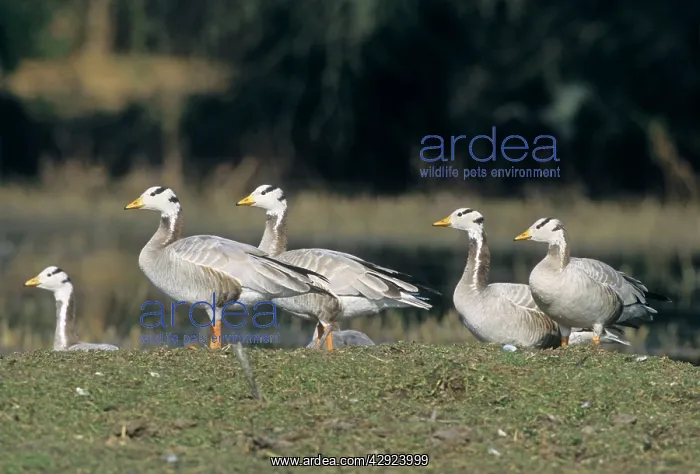 : Bar-headed Geese - on the mound : Bar-headed Geese - on the mound