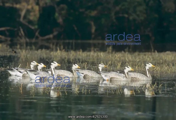 : Bar-headed Geese - swimming : Bar-headed Geese - swimming