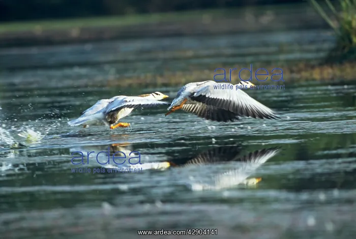 : Bar-headed Geese taking off : Bar-headed Geese taking off