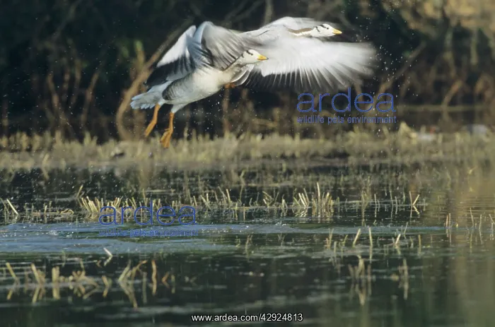 : Bar-headed Geese - taking-off : Bar-headed Geese - taking-off