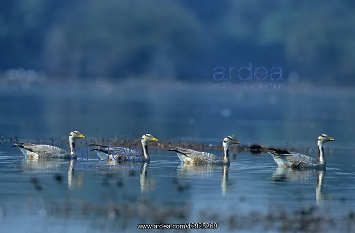 : Bar-headed Geese - In water : Bar-headed Geese - In water