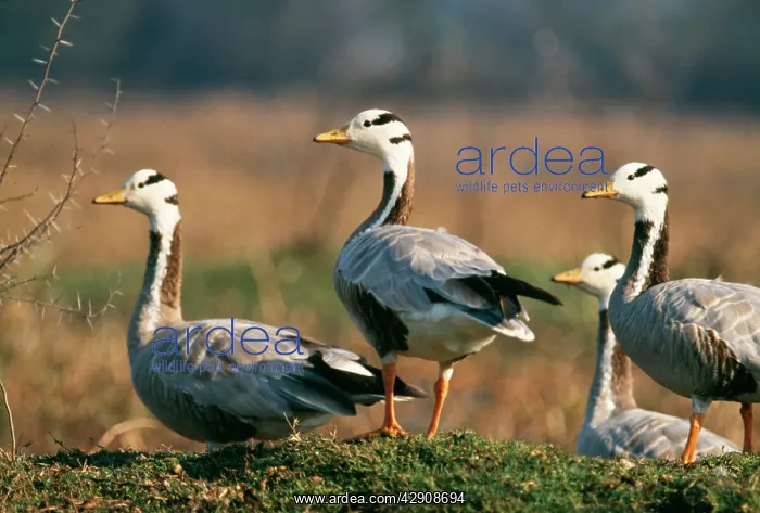 : Bar-headed GEESE - X4, on mound : Bar-headed GEESE - X4, on mound