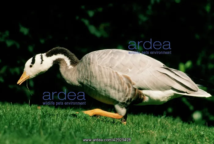 : BAR-HEADED GOOSE : BAR-HEADED GOOSE