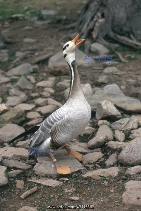: Bar-headed Goose : Bar-headed Goose