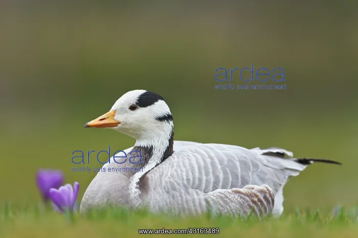 : Bar-headed Goose : Bar-headed Goose