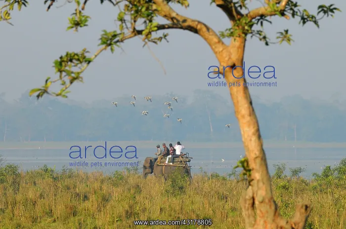 : Bar-headed Goose : Bar-headed Goose