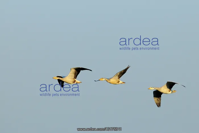 : Bar-headed Goose : Bar-headed Goose