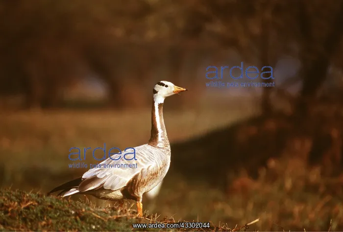 : BAR-HEADED GOOSE : BAR-HEADED GOOSE