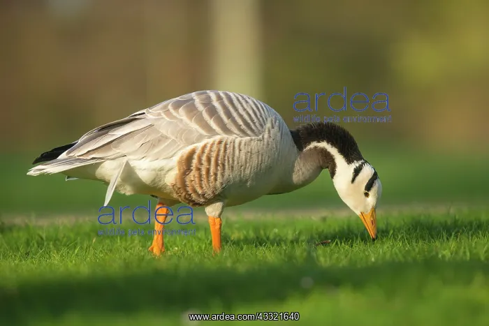 : Bar-headed Goose : Bar-headed Goose