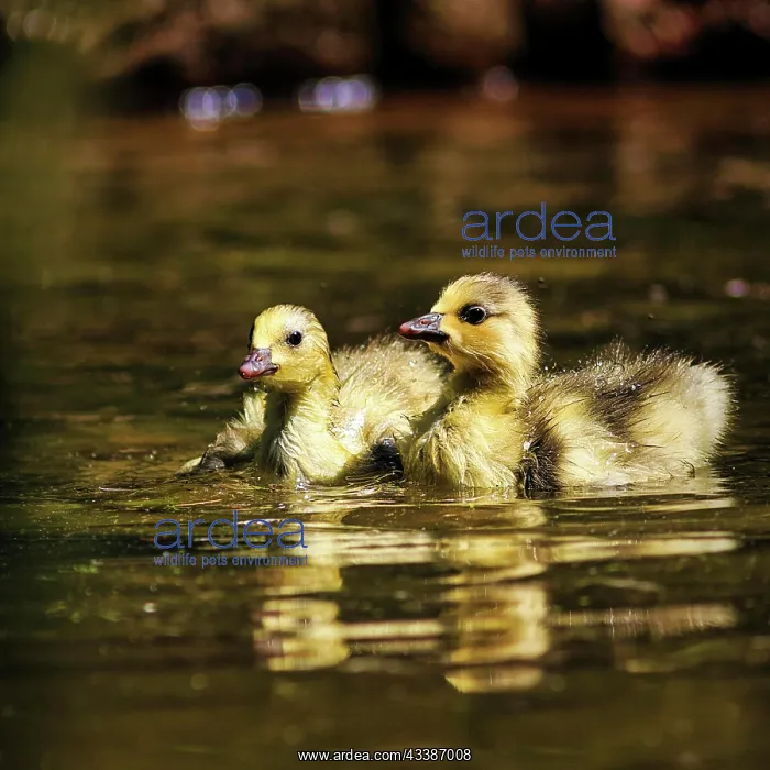 : Bar-headed Goose (Anser indicus), two chicks swimming : Bar-headed Goose (Anser indicus), two chicks swimming