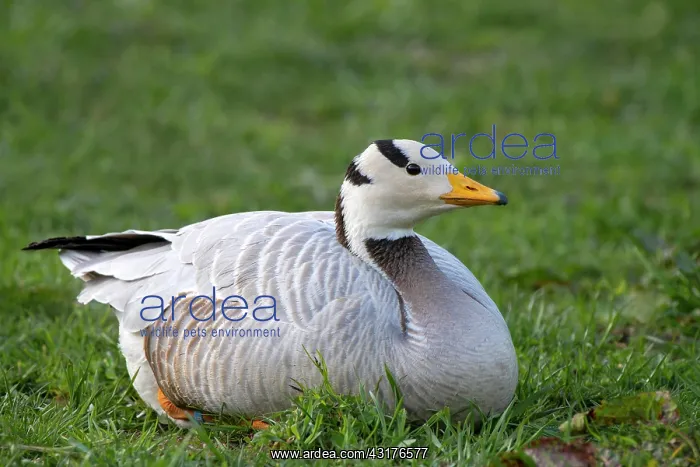 : Bar-headed goose (Anser indicus), sitting in the : Bar-headed goose (Anser indicus), sitting in the