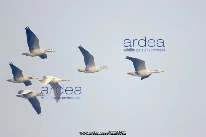: Bar-Headed Goose - group in flight : Bar-Headed Goose - group in flight