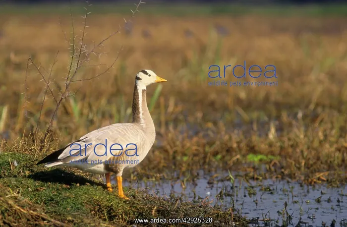 : Bar-headed Goose - on the mound : Bar-headed Goose - on the mound