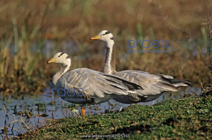 : Bar-headed Goose - on the mound : Bar-headed Goose - on the mound
