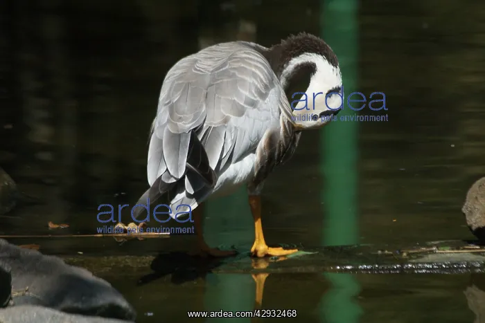 : Bar-headed Goose - Preening : Bar-headed Goose - Preening