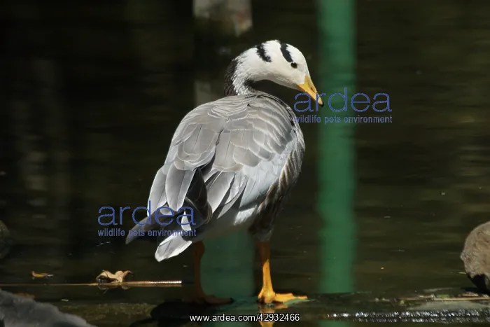  : Bar-headed Goose - Standing at waters edge