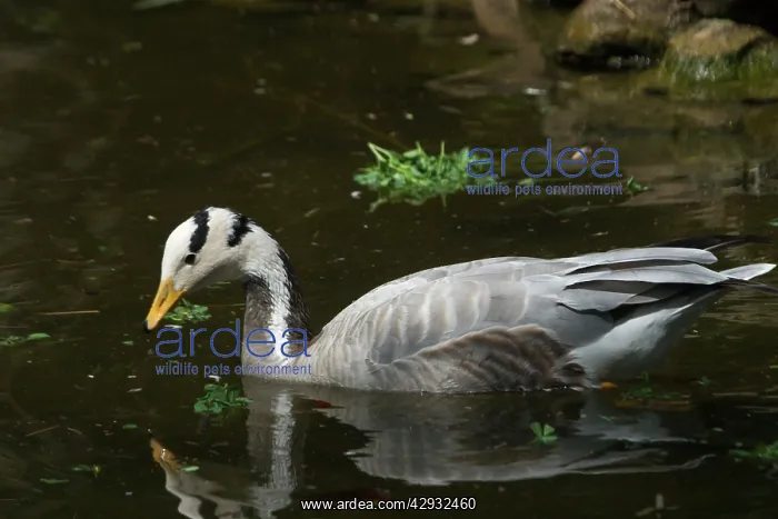 : Bar-headed Goose - On water : Bar-headed Goose - On water