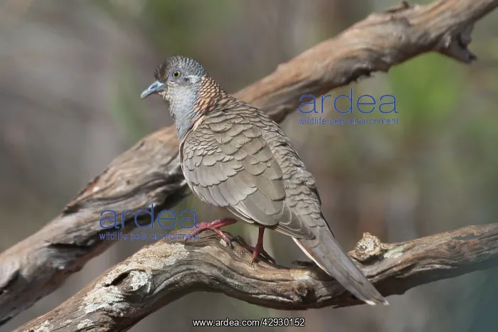 : Bar-shouldered Dove : Bar-shouldered Dove