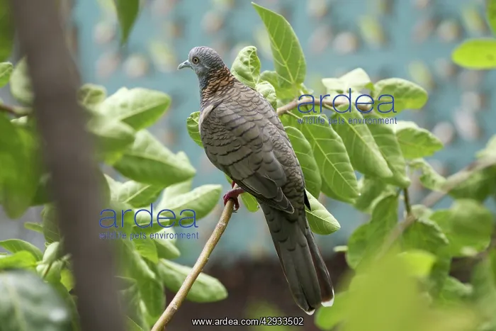 : Bar-Shouldered DOVE : Bar-Shouldered DOVE