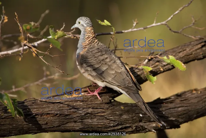 : Bar-shouldered Dove : Bar-shouldered Dove