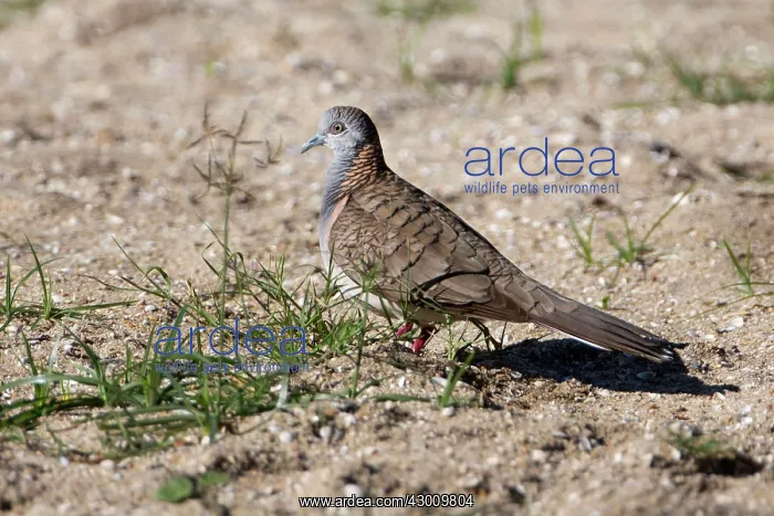: Bar-shouldered Dove : Bar-shouldered Dove