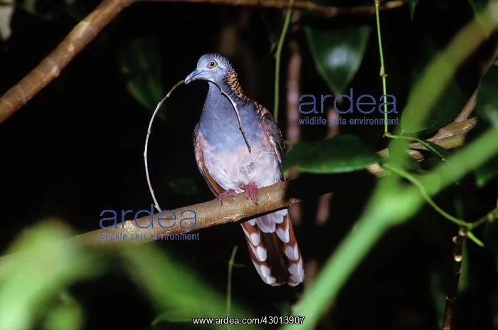: Bar-shouldered Dove : Bar-shouldered Dove
