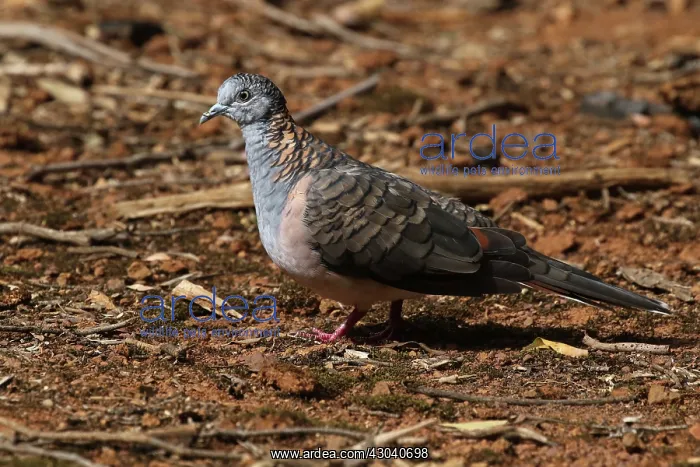 : Bar-shouldered Dove : Bar-shouldered Dove