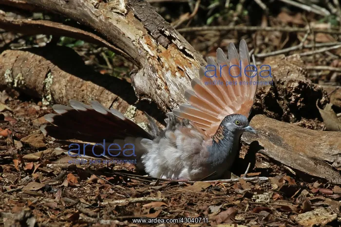 : Bar-shouldered Dove : Bar-shouldered Dove