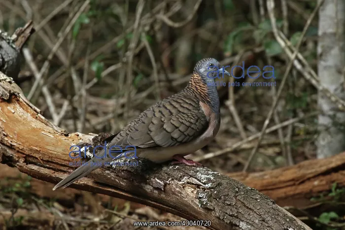 : Bar-shouldered Dove : Bar-shouldered Dove